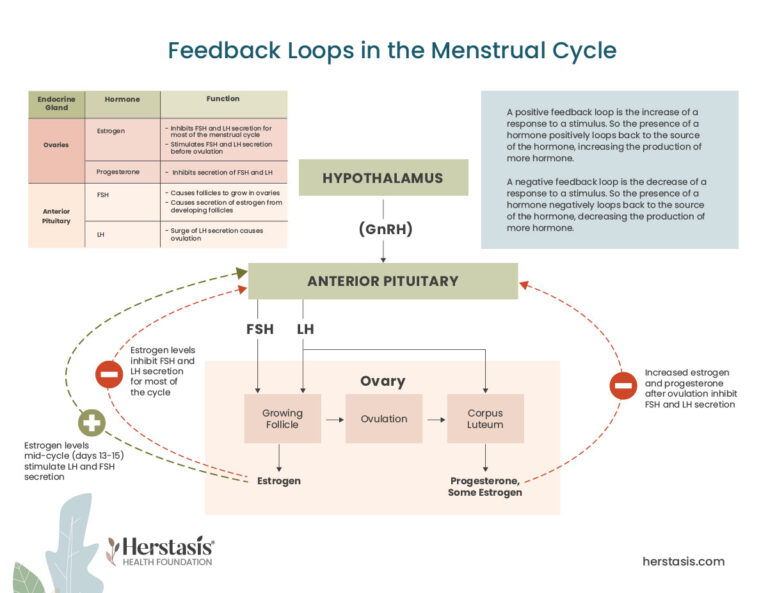 Menopause 101 - What Is Menopause - Understanding Your Menstrual Cycle ...