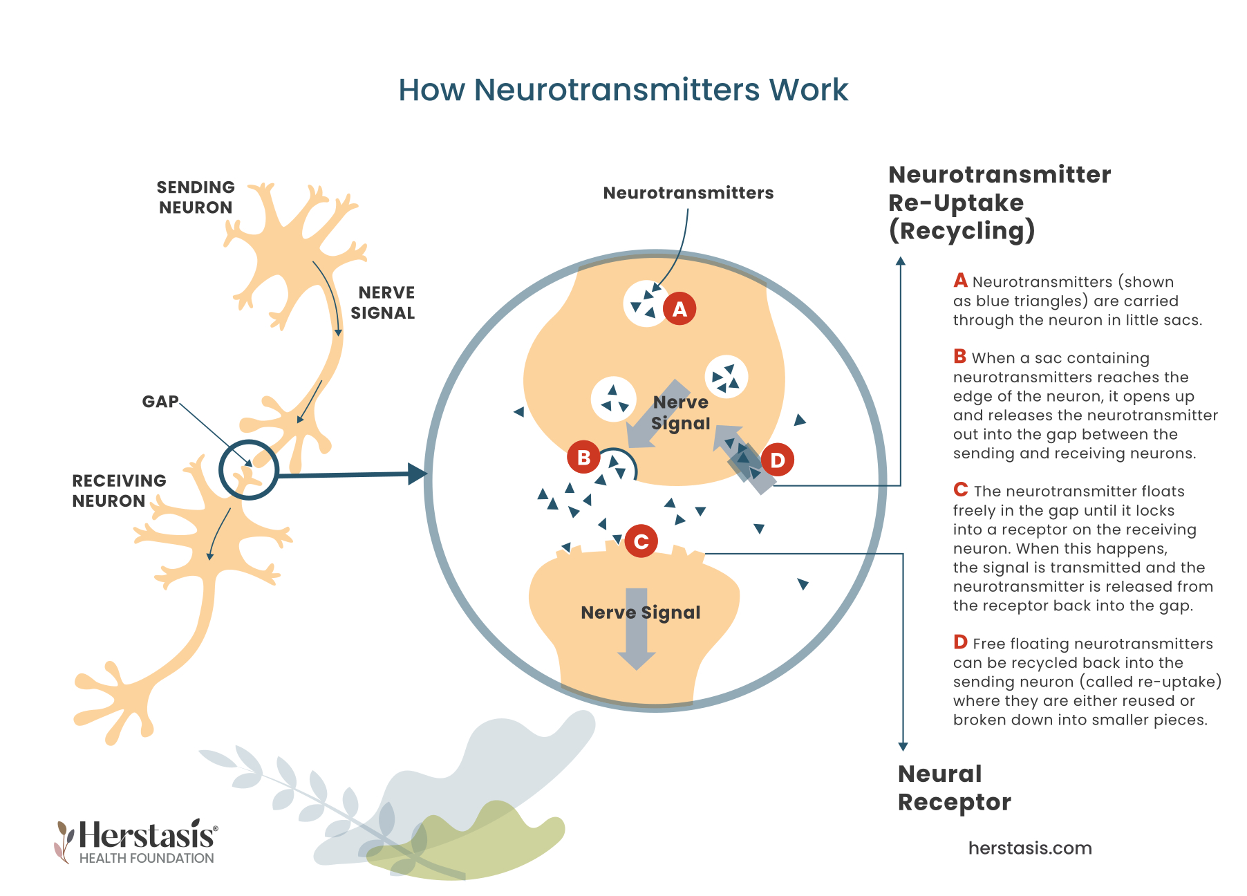 Diagram of how neurotransmitters work. Sending neuron, gap and receiving neuron. Neurotranmitters are carried through the neuron in little sacs.