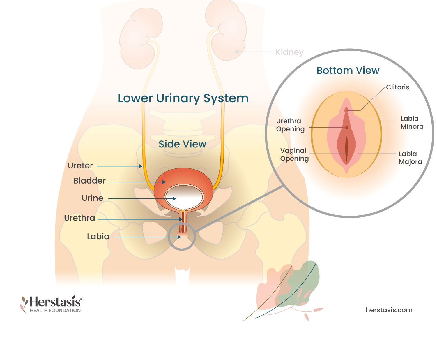 Lower Urinary System