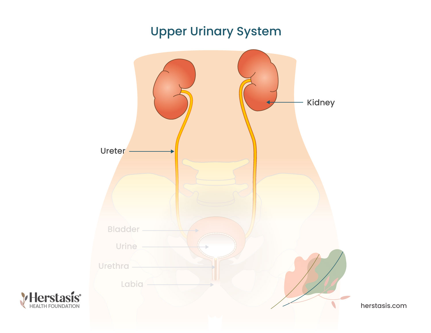 Upper Urinary System